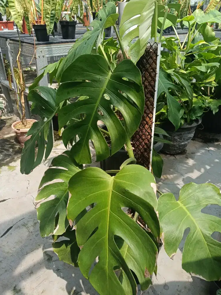 Monstera variegata