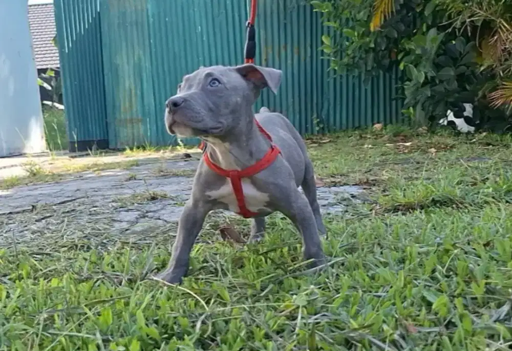 Pitbull blue lilac 2bln jantan termurah se Indo