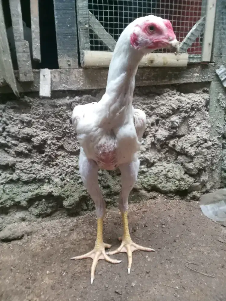 Ayam Bangkok Klasik jago bulu putih, cocok untuk hiasan halaman rumah