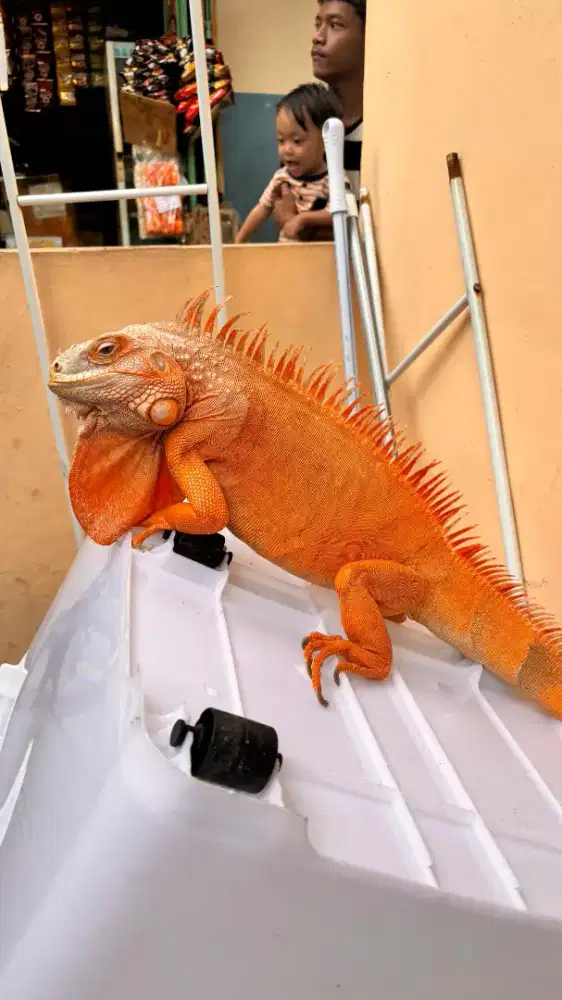 Iguana red hypo