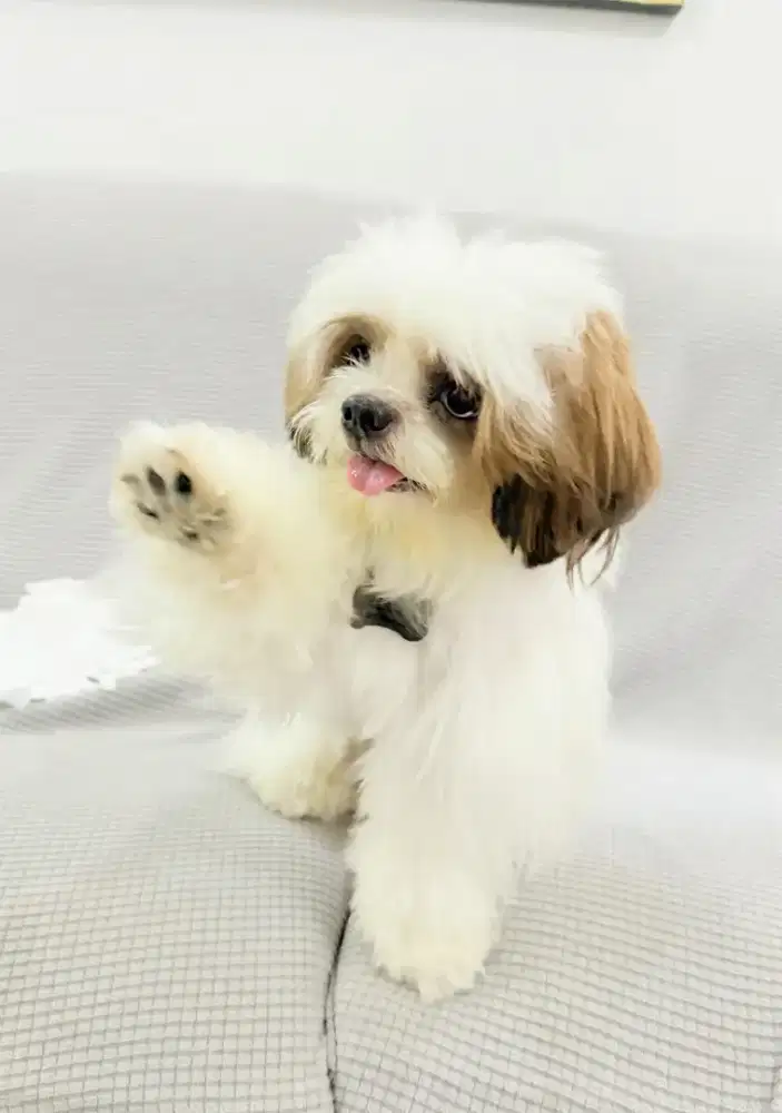 Jasa pemacakan anjing shihtzu berkualitas langka