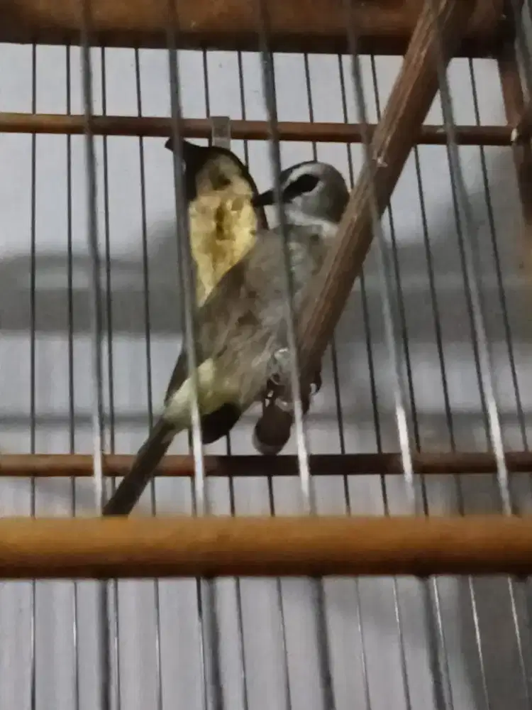 Jual atau barter burung lain