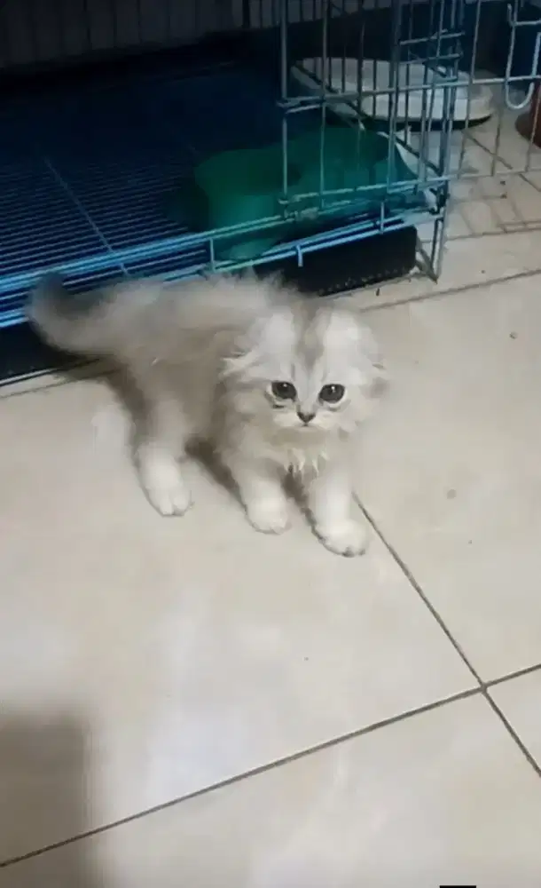 Kucing scottish fold betina, warna silver