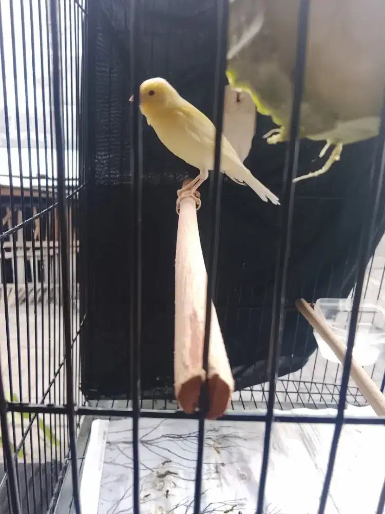 Kenari jantan kuning