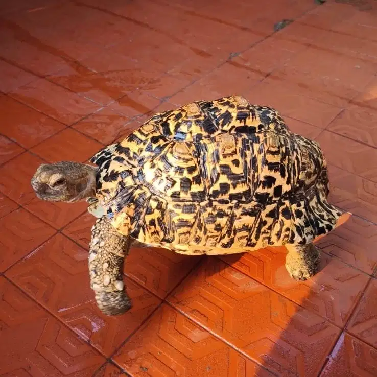 KURA KURA DARAT PARDALIS LEOPARD