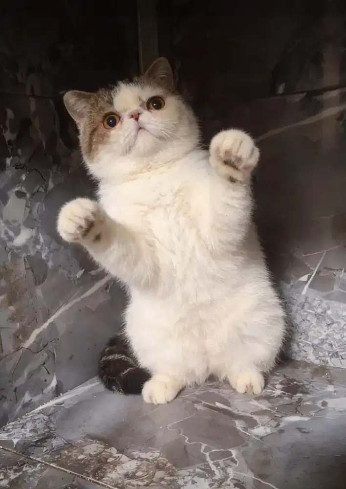 Kucing peaknose exotic Shorthair