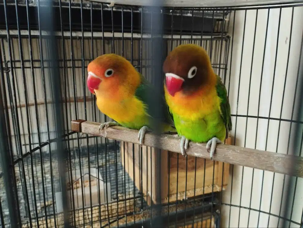 Burung Lovebird / LB