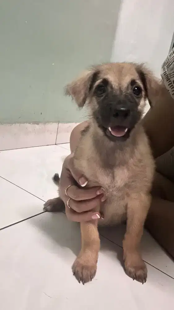 Anak Doggy Imut Mix