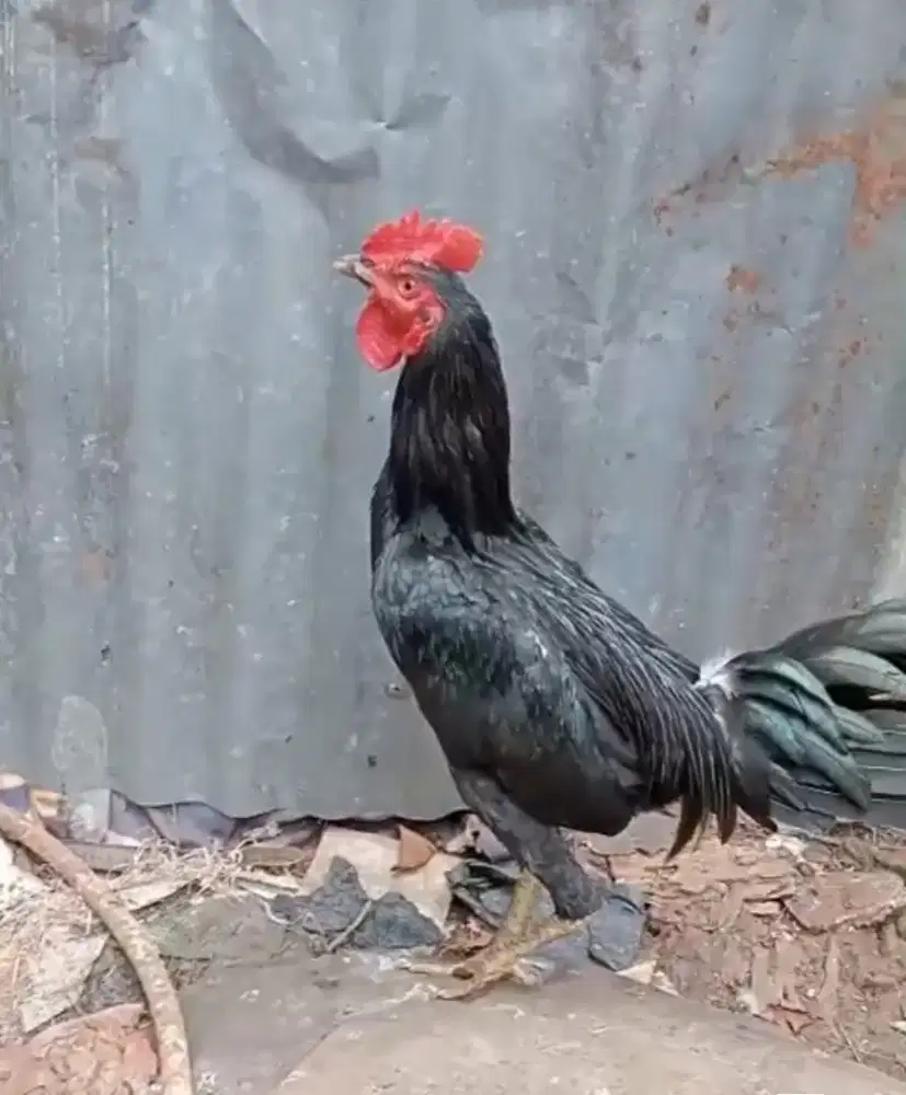 Ayam jago kampung hitam