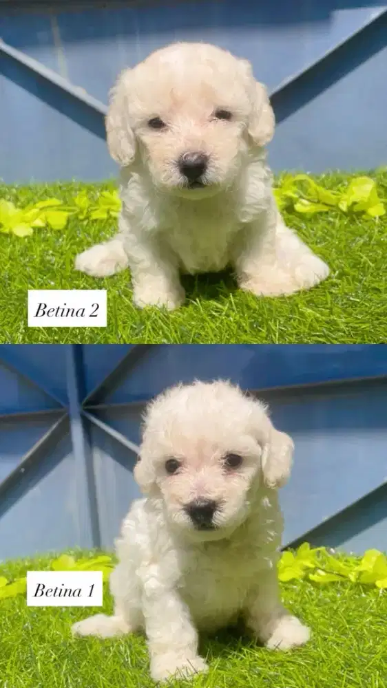 Anakan Puppy Poodle White