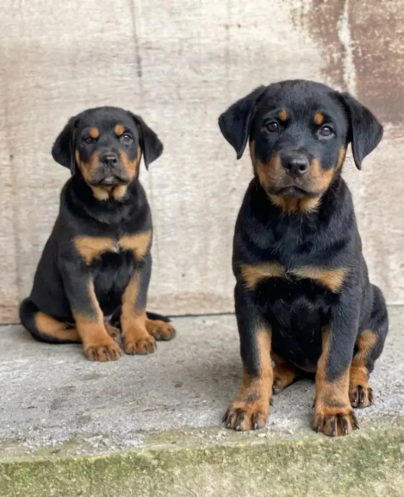 ROTTWEILER PUPPY