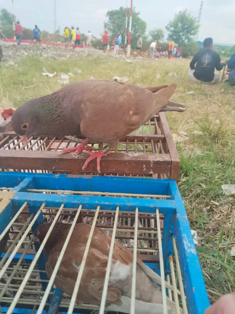 Merpati kolongan bebas