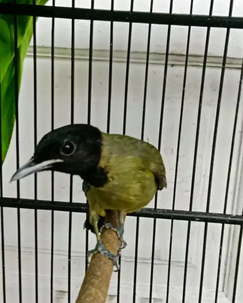 Samyong jantan MH rawatan