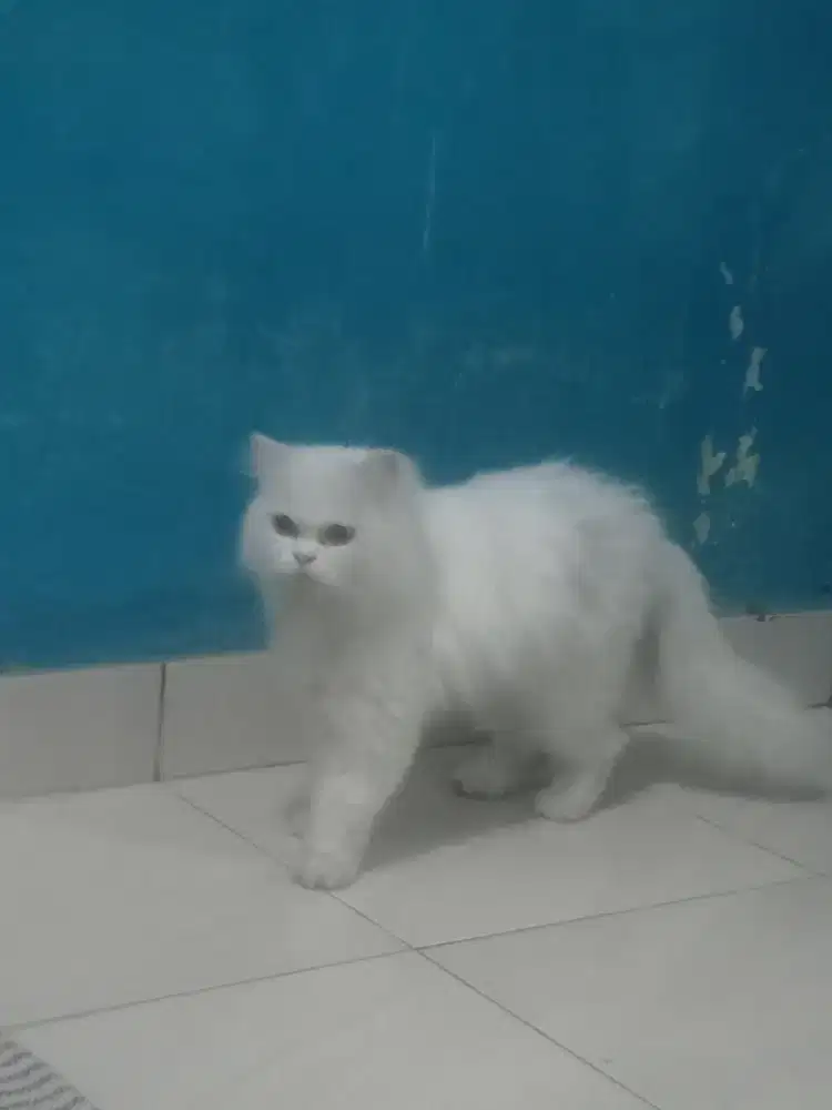 Persia medium long hair betina