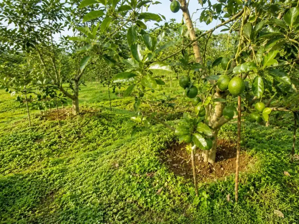 Di Jual Kebun Alpukat Miki 2 Ha di Cikidang Sukabumi