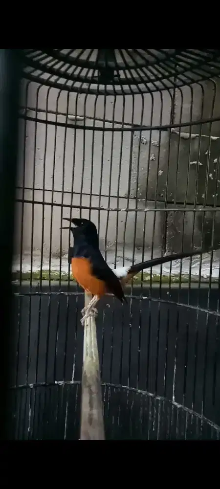 Burung murai gacor