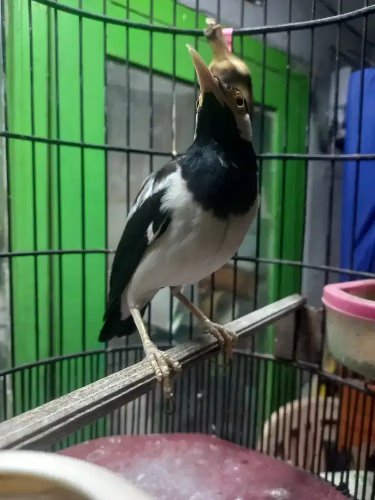 Jalak Uret Lokal lepas trotol