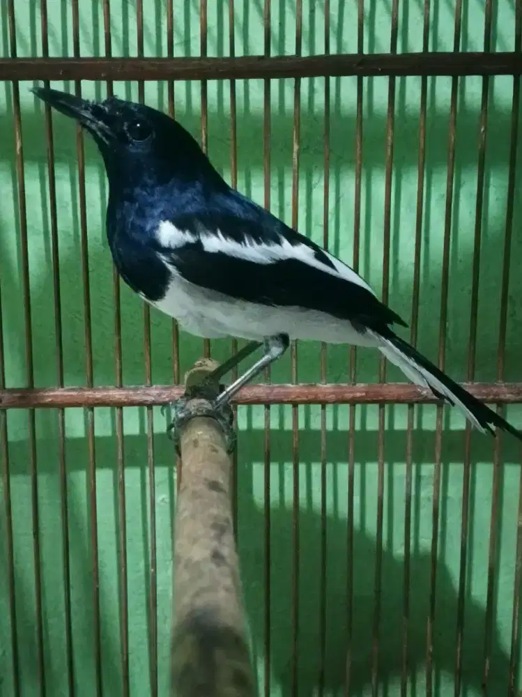 Kacer Semi Deker