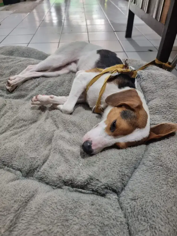 Oper adopsi mix Beagle