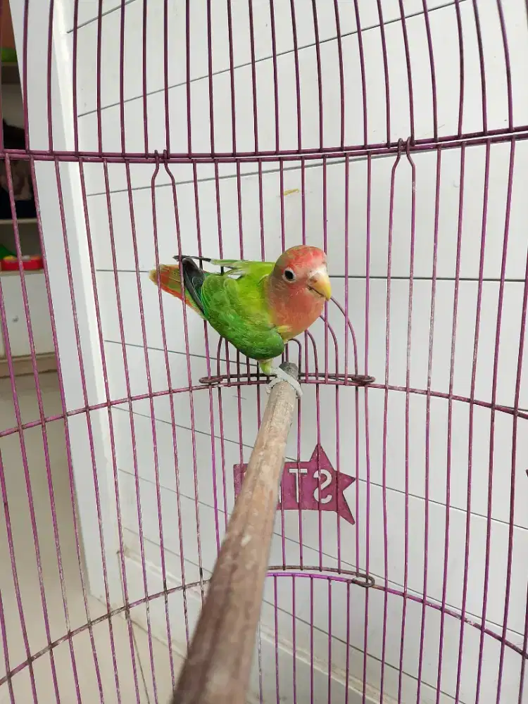 Lovebird non klep paud