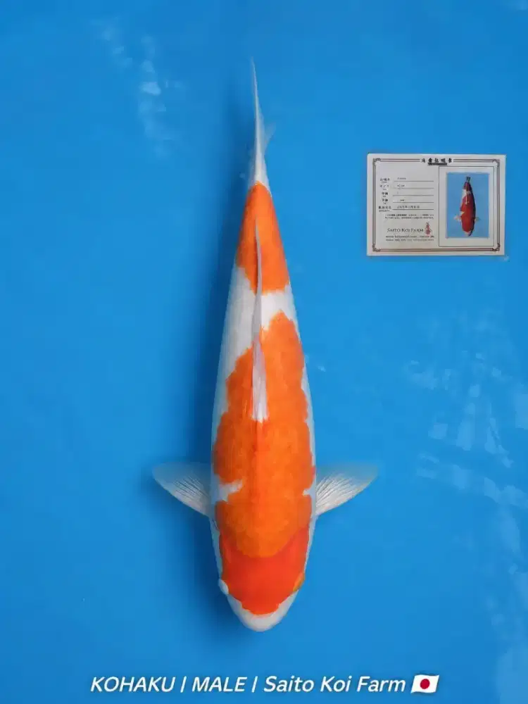 Koi Kohaku Import Saito Koi Farm M45cm Jantan bersertifikat breed