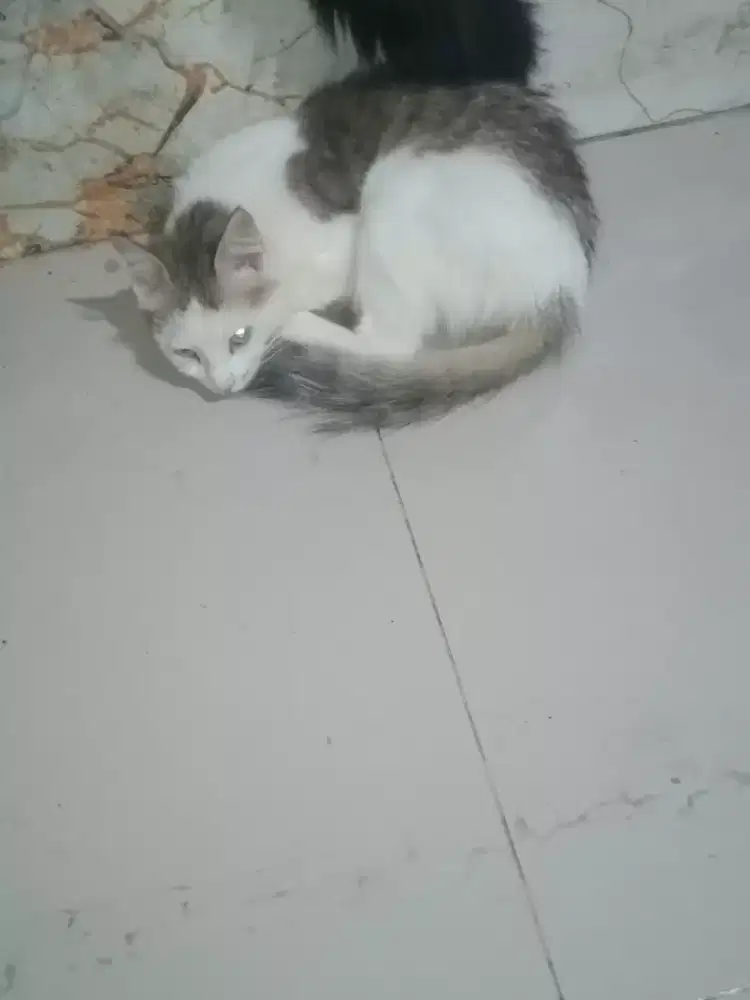 Di jual kucing mix