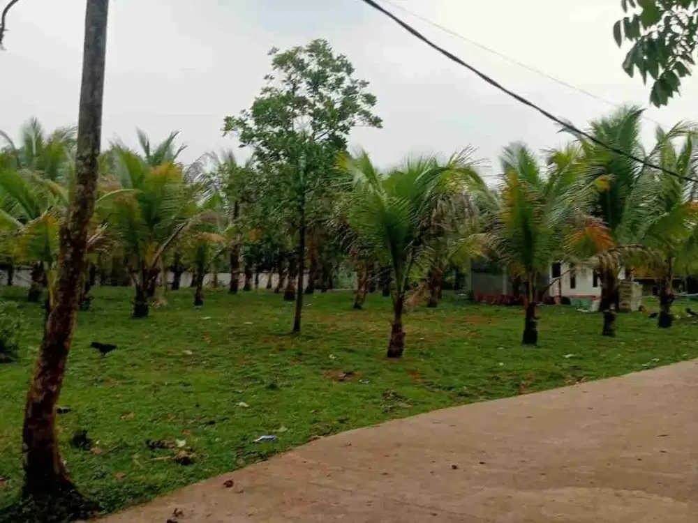 Dijual Tanah Kebon Kelapa Pendek di Tenjo Bogor