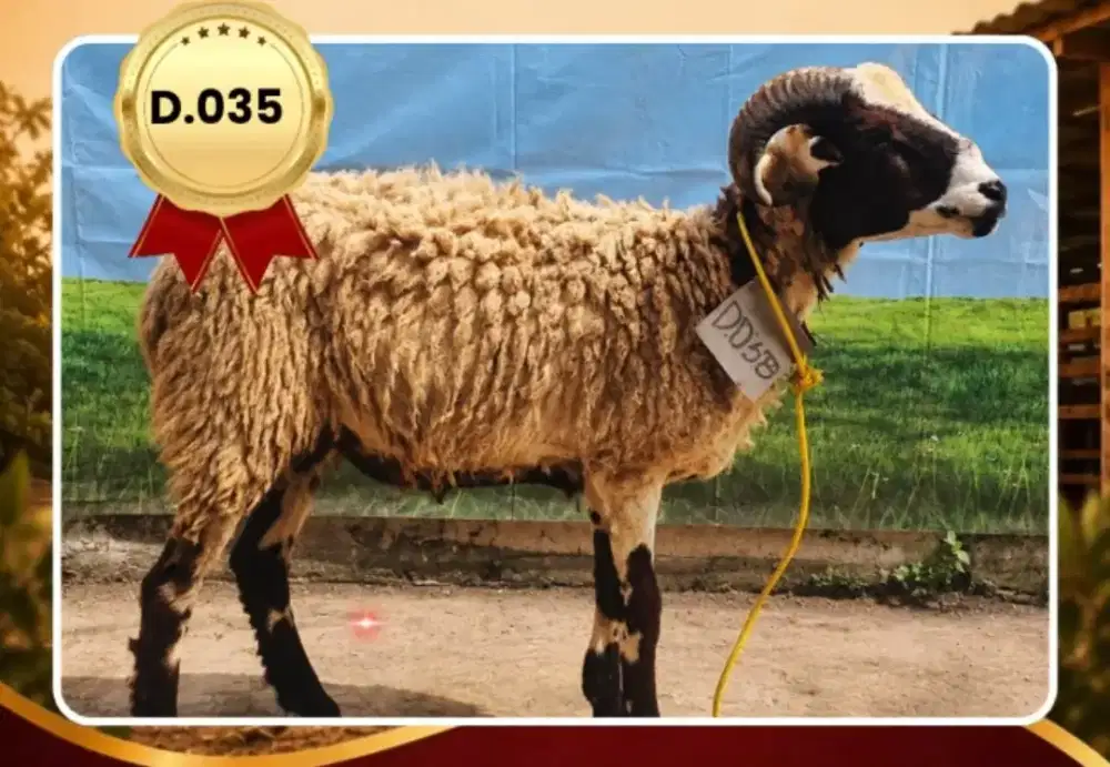 Jual domba qurban