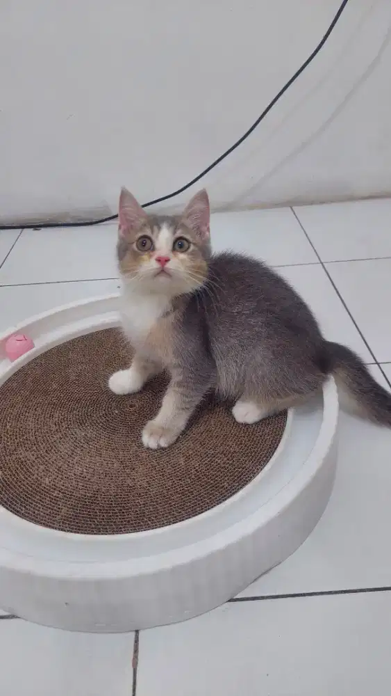 Kucing BSH Jantan