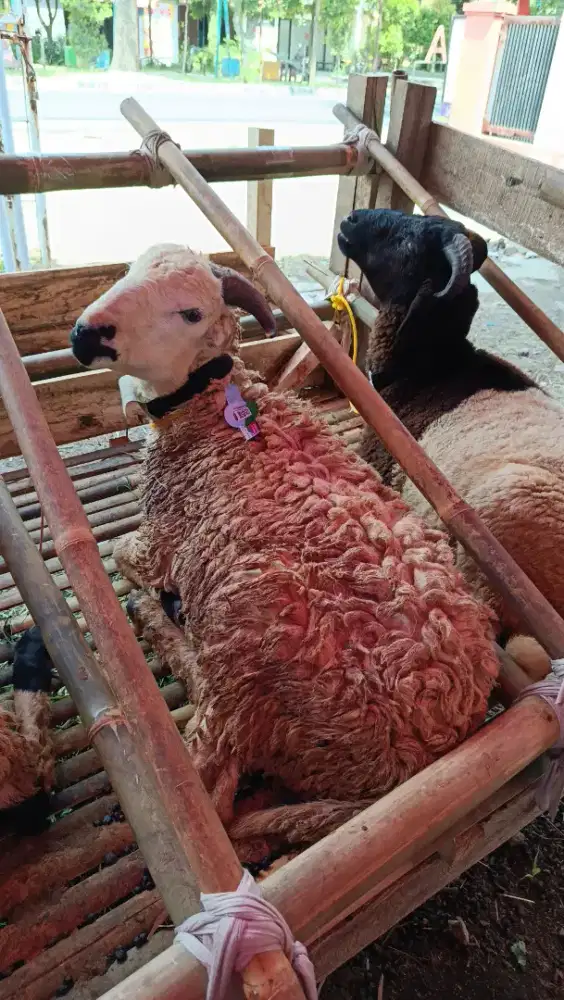 PROMO DOMBA SAPI PREMIUM HARGA NEGO