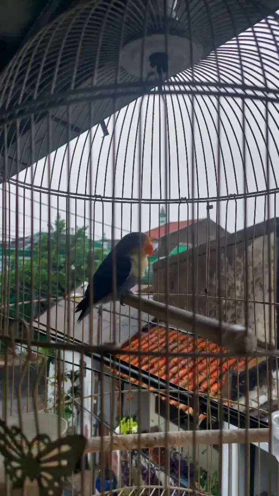 burung lovebird parblue