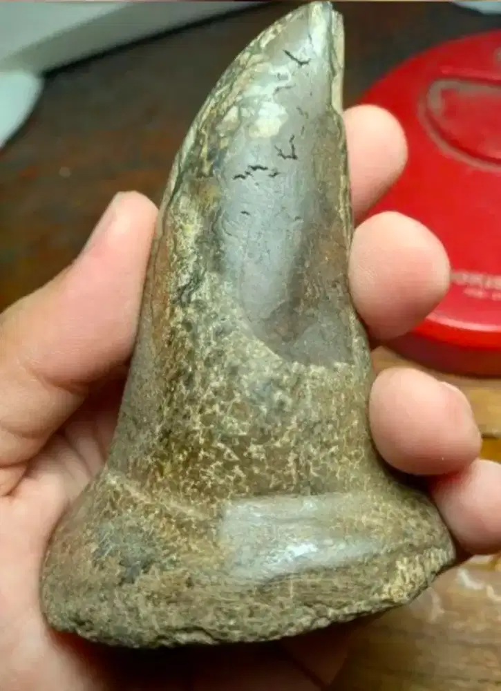 (WAJIB Transaksi Offline)Pajangan F0s1l Tjul4 B4d4k 01 Ori Super Rare