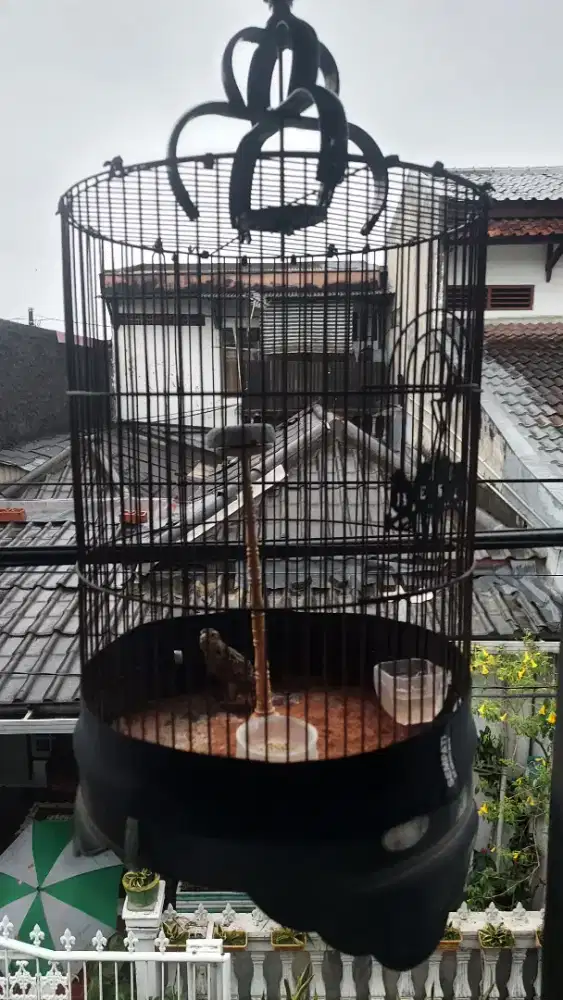 burung branjangan