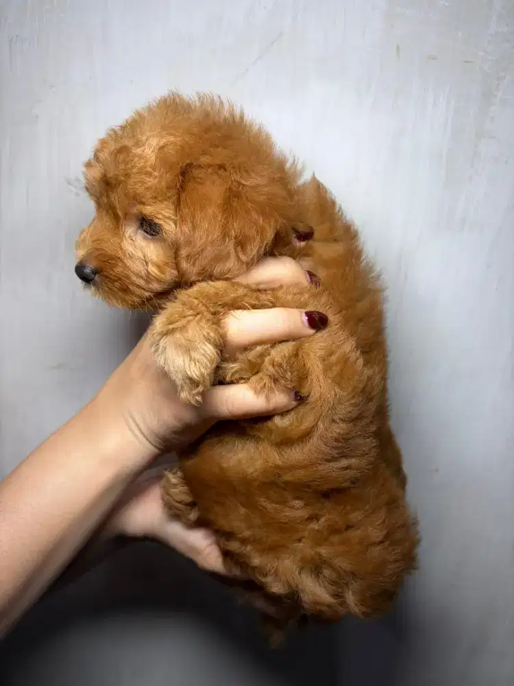 Mini red toys poodle x Maltipo Jantan us*a 1 1/2 bln