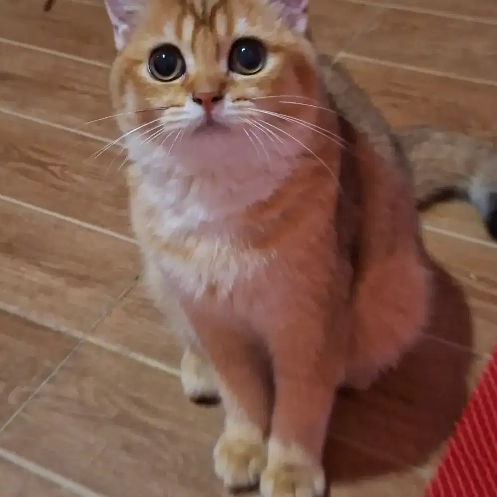 BSH Golden Betina