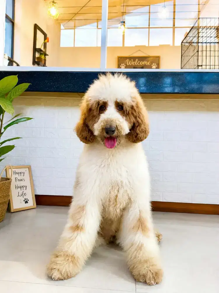 Giant poodle betina dewasa