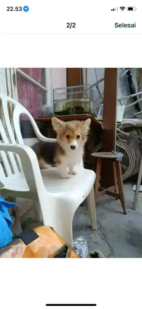 Jual Anjing Corgy