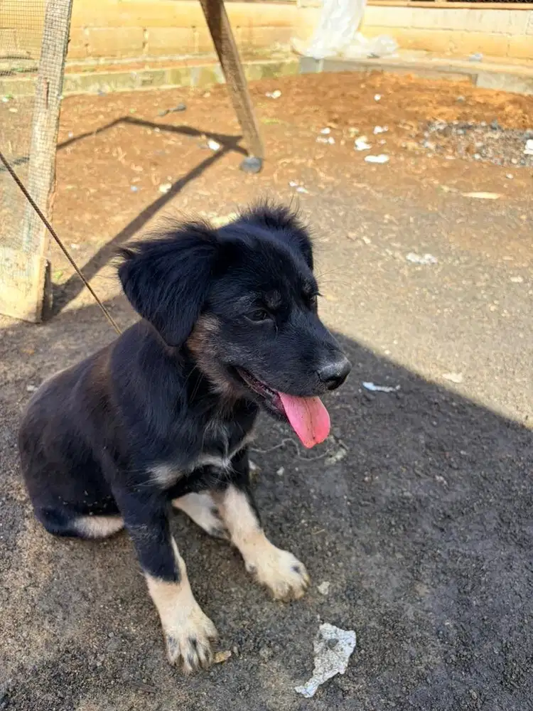 anjing rottwiler X german shephered