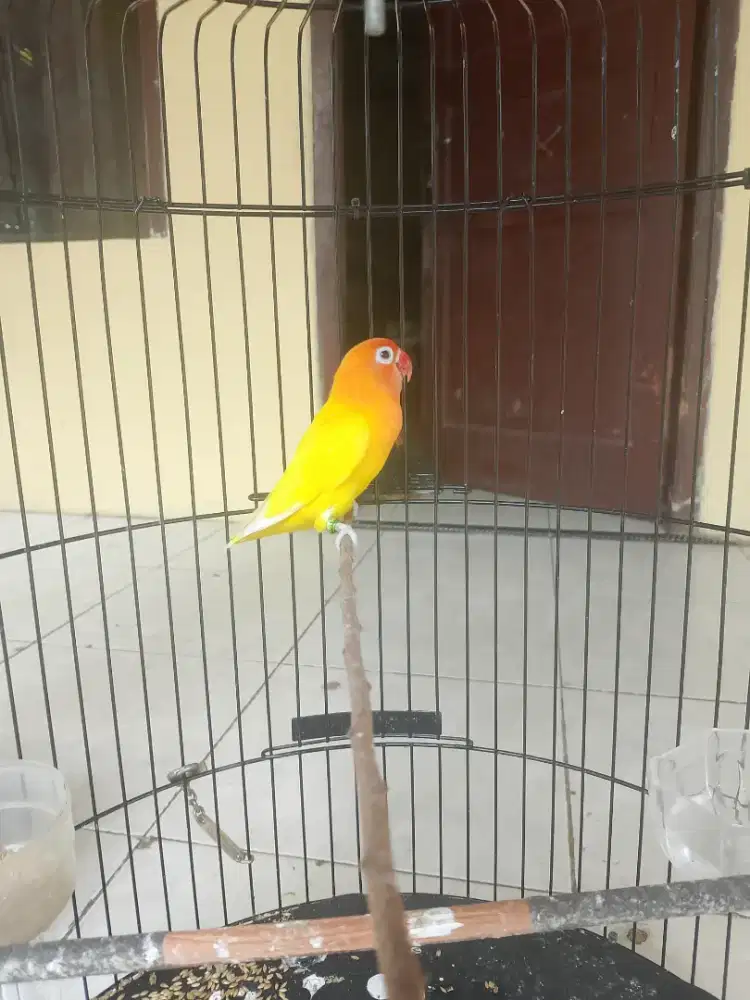 Lovebird Lutino MH Betina Dewasa