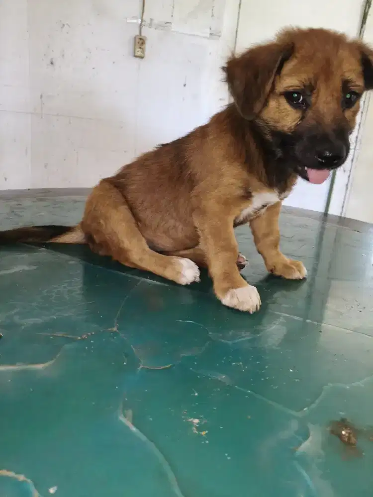 Anak anjing lucuu gemuk