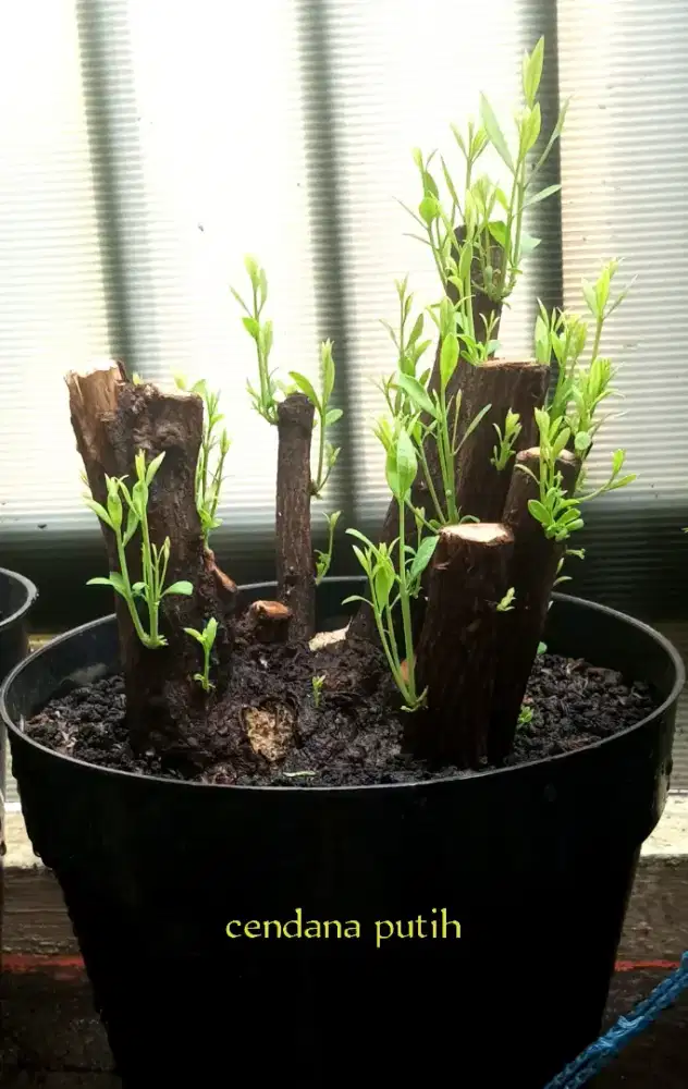 Bonsai cendana putih