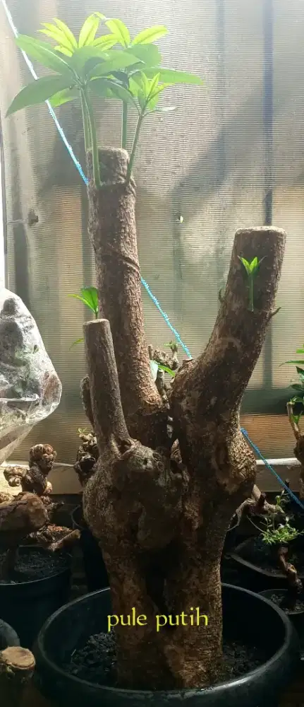 Bonsai pule putih