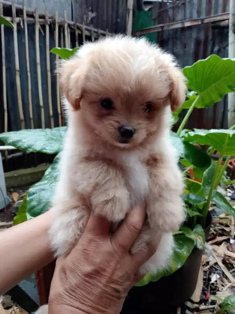 anak anjing pomapo murah