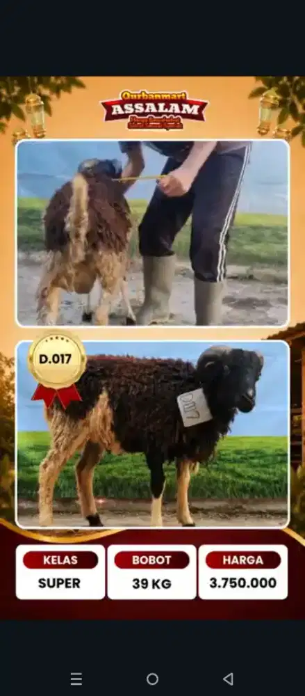 Domba Qurban Bandung
