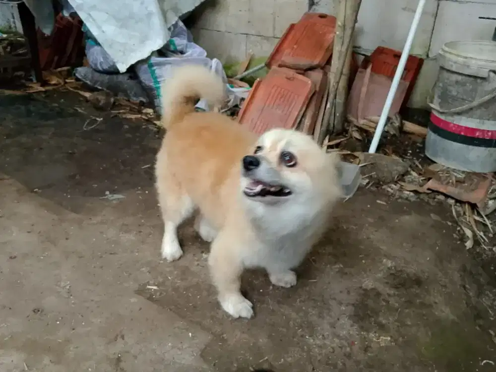Anjing pom dewasa