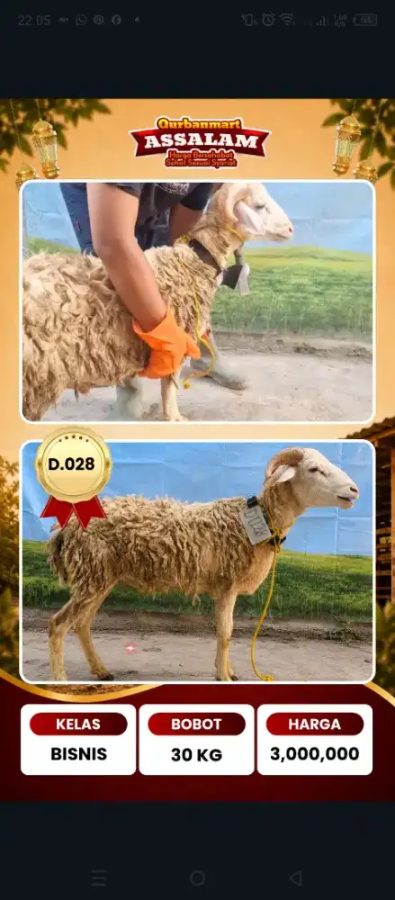 Qurban Bandung 2026, domba