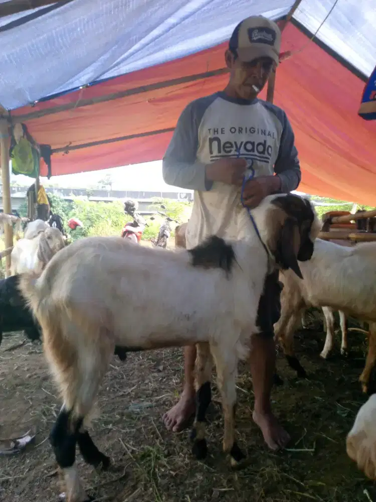 Jual hewan kurban