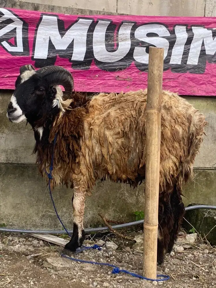 Ready domba, sapi, kambing hewan qurban GRATIS ongkir