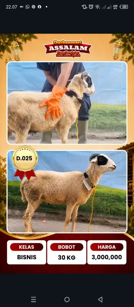 Domba Qurban 2026, gratis ongkir