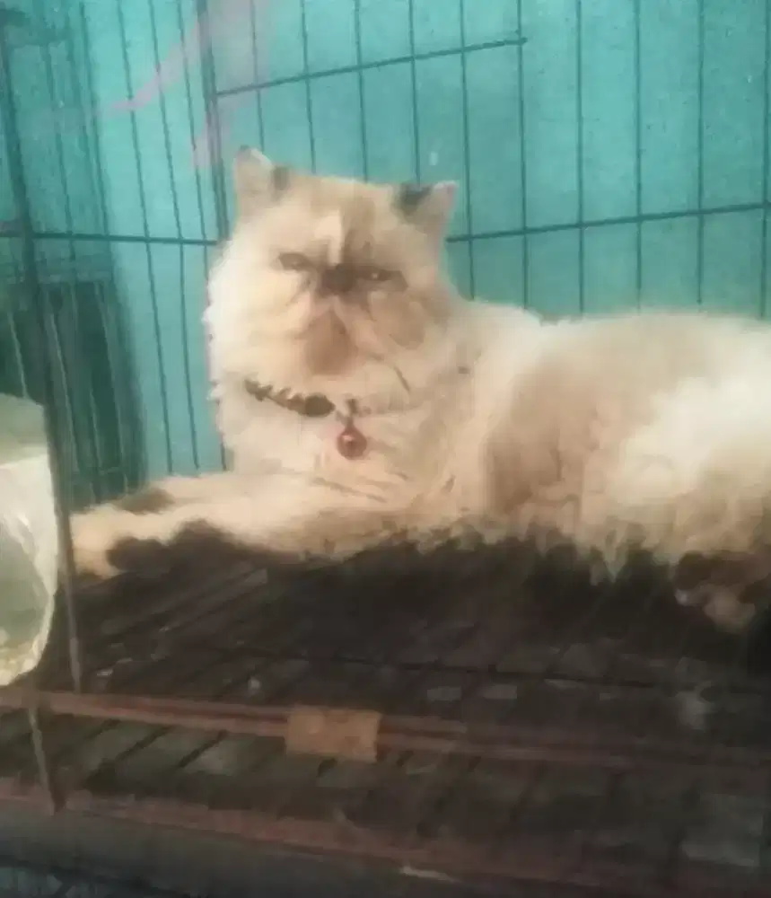 Kucing peaknose Himalaya birahi